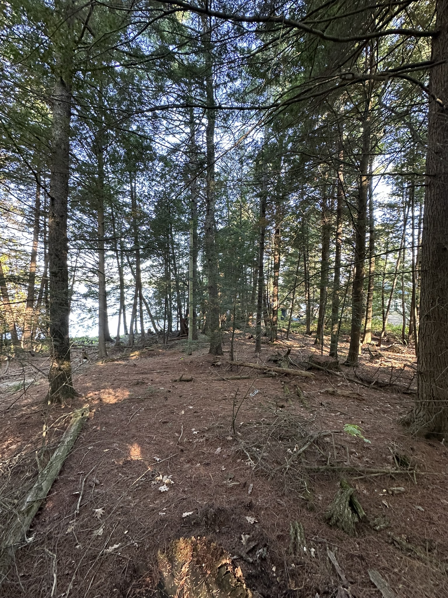 Pines and the path to the lake